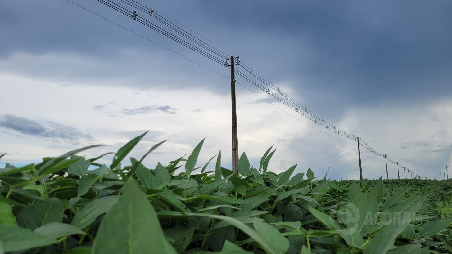 Imagem: soja lavoura postes Acidentes no campo afetam o fornecimento de energia de 64,5 mil imóveis em 2022